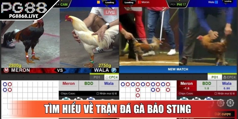 Tìm hiểu về trận đá gà Bảo Sting 