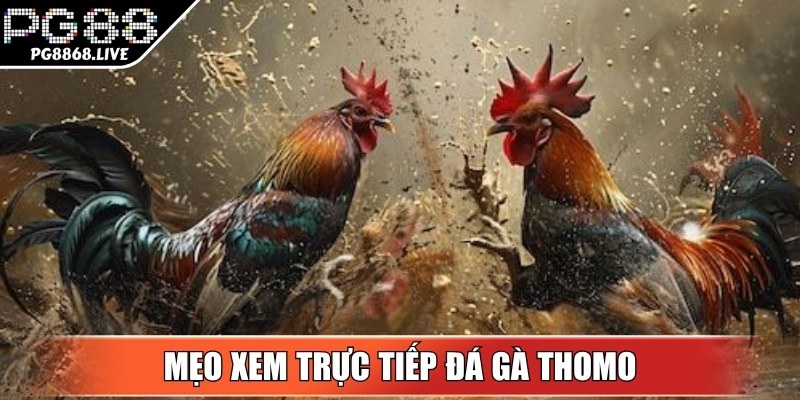 Một số mẹo giúp hội viên có trải nghiệm tốt nhất khi xem trực tiếp chọi kê